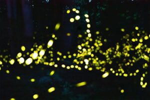 Glowing yellow fireflies illuminating a dark forest at night