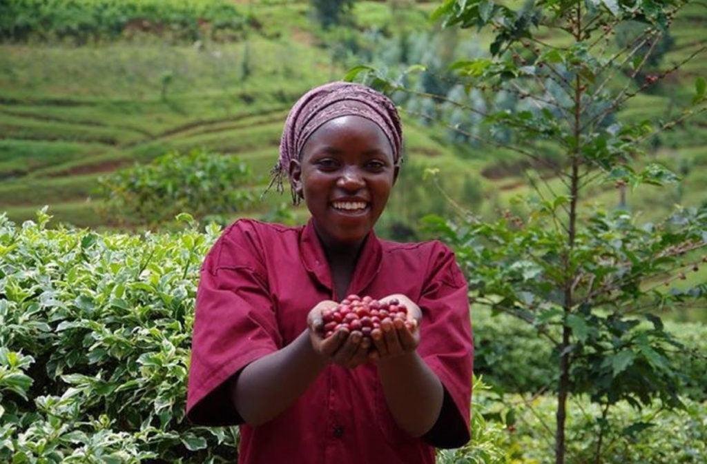 Rwanda’s Coffee Economy: Brewing Success on the World Stage