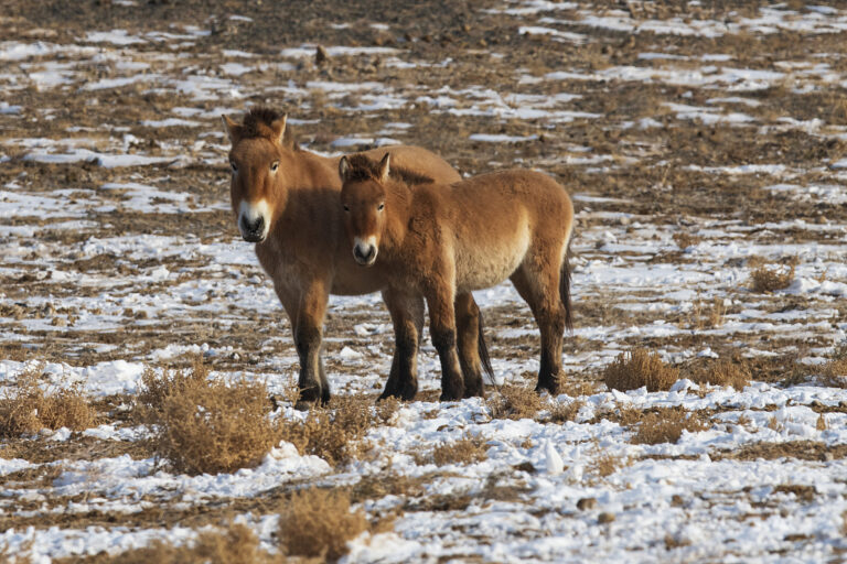 Two Przewalski's wild horses standing together in a snowy, arid field