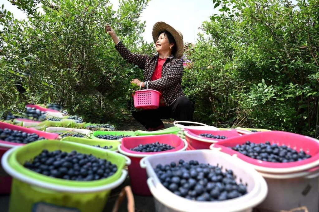Premium Fruits Are Now More Affordable in China. Here's How