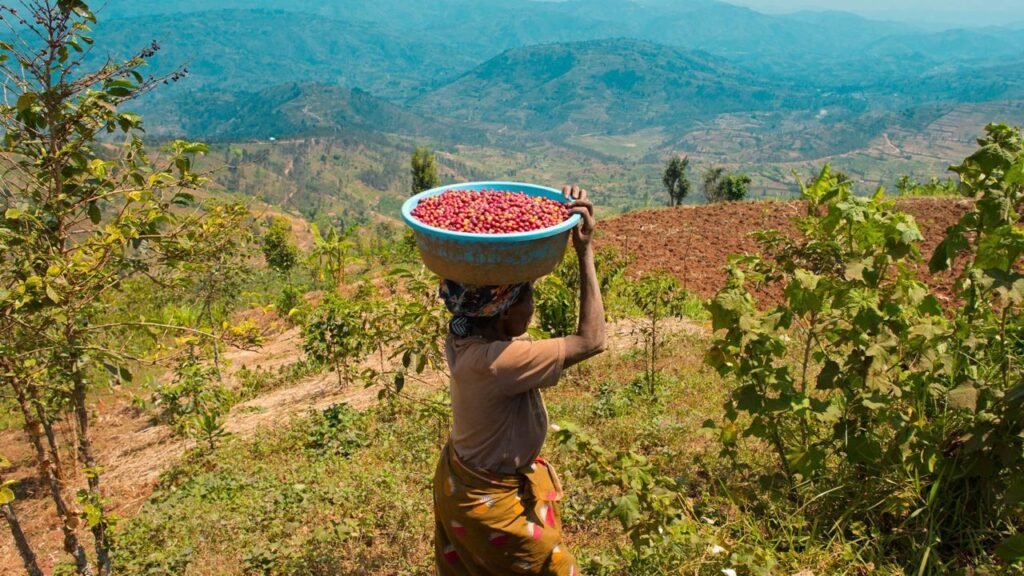 A Country That Exports Coffee to the World: Rwanda’s Own Coffee Culture