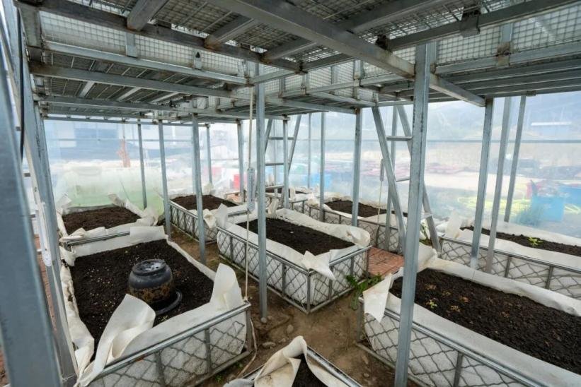 Chinese Professor Helps High-Altitude Communities Grow Fresh Vegetables All Year