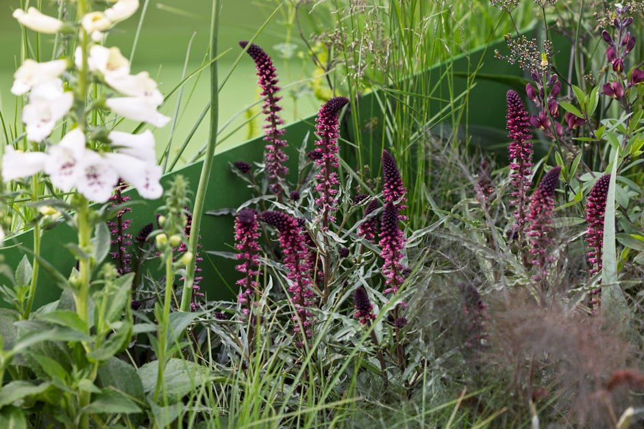 Chelsea Flower Show Was All About Urban Gardens and Royalty 10 Chelsea Flower Show 2025 - In Pictures