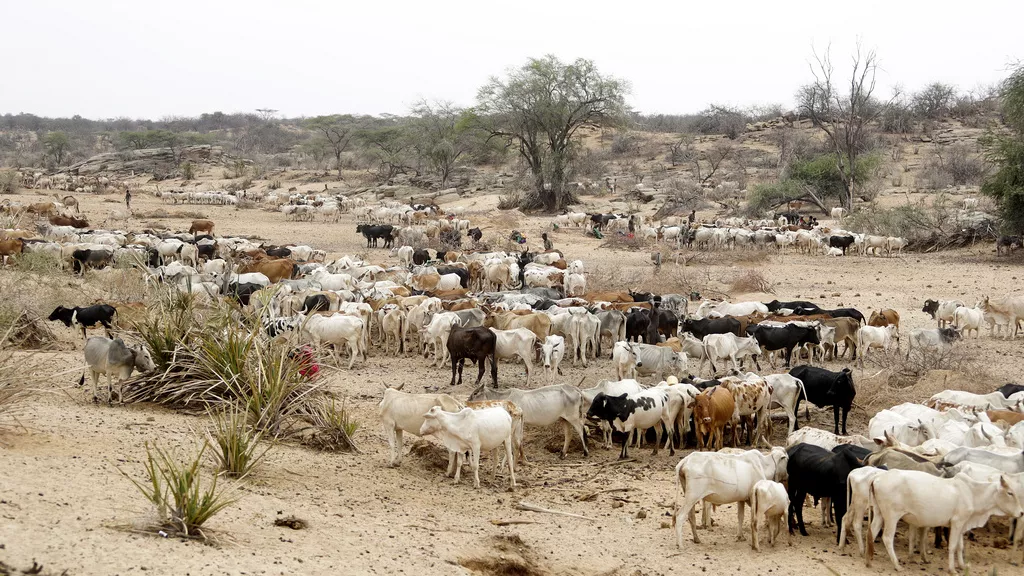Anthrax outbreaks in 5 East & Southern African countries