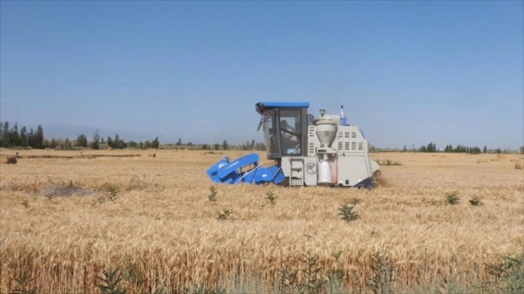 From the Wheat Fields of Xinjiang: How Collective, Tech Farming Changed Lives