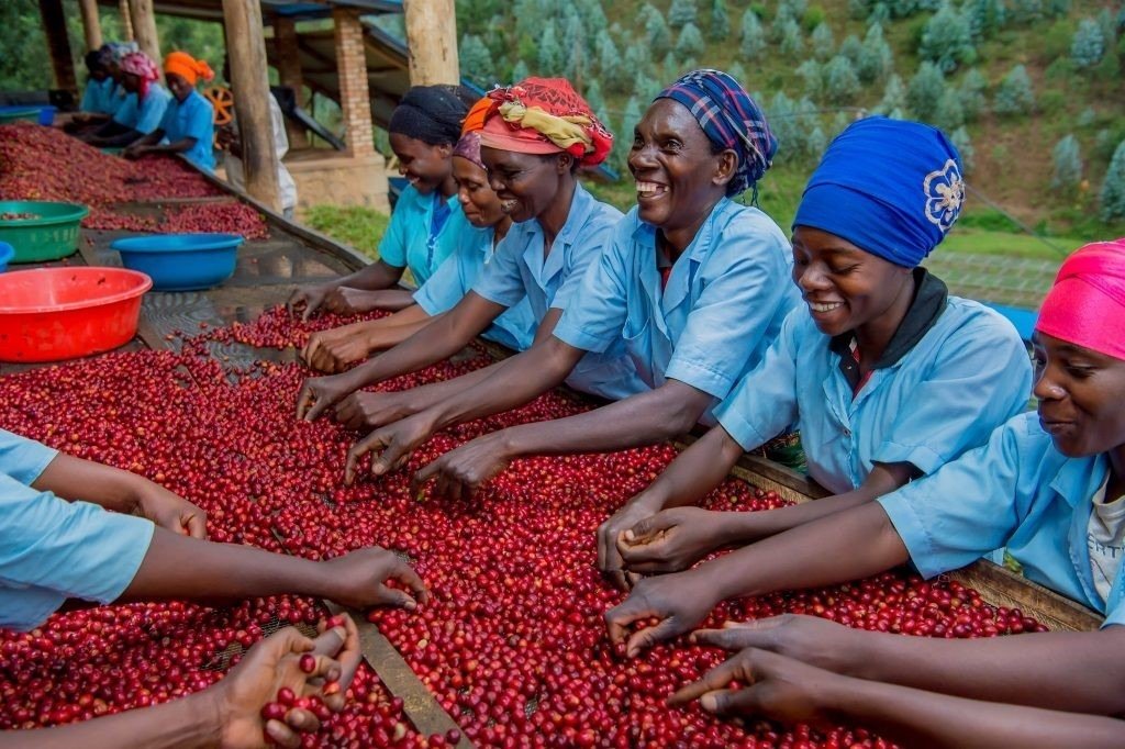 A Country That Exports Coffee to the World: Rwanda’s Own Coffee Culture