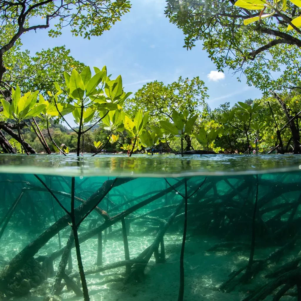 World Mangroves Day