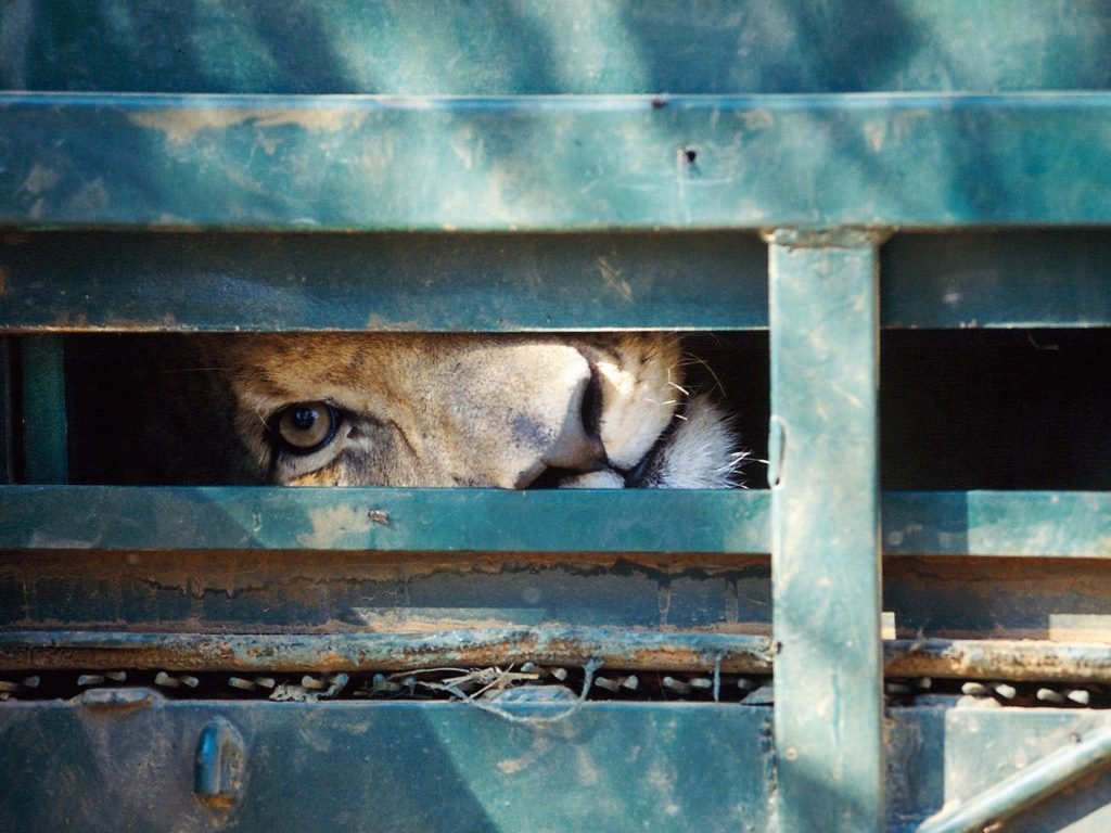 International Tiger Day