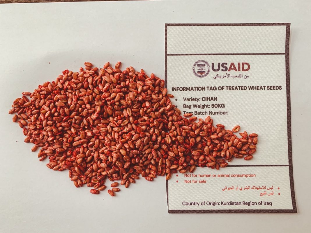 Sample of treated wheat seeds provided by USAID in Syria