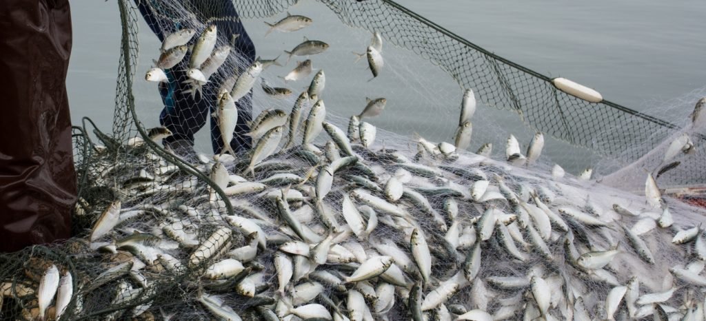 WTO Members achieve milestone on fisheries subsidies