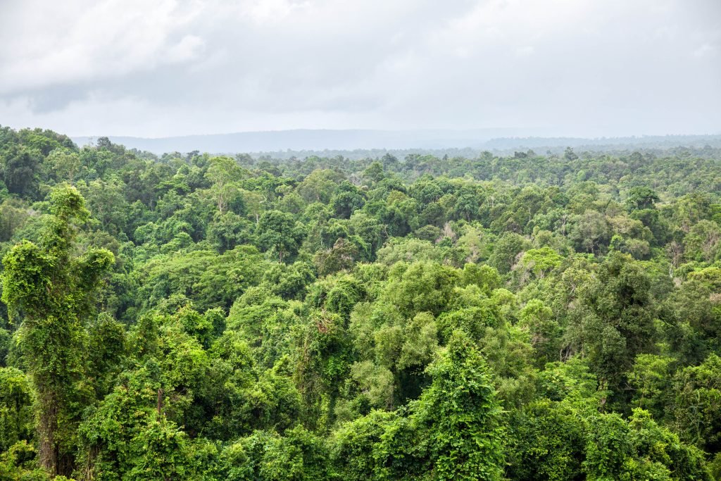 European Union (EU) is making tremendous efforts to use forests as carbon sinks to fight climate change. It envisions reducing the carbon footprint by utilizing forest power.