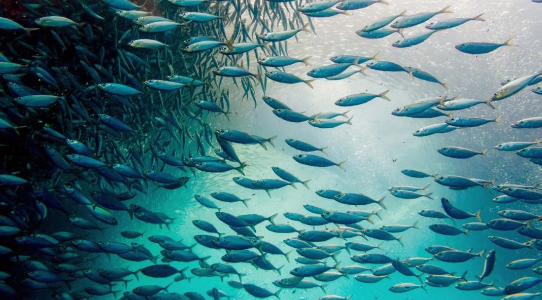 EU to enhance sustainability and carbon-neutrality in Fisheries sector