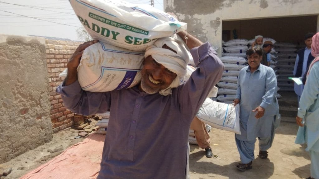 rice seeds distribution
