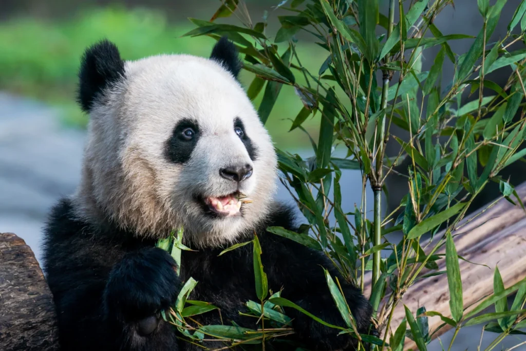 A panda at Chongqing Zoo in China on Feb. 16.