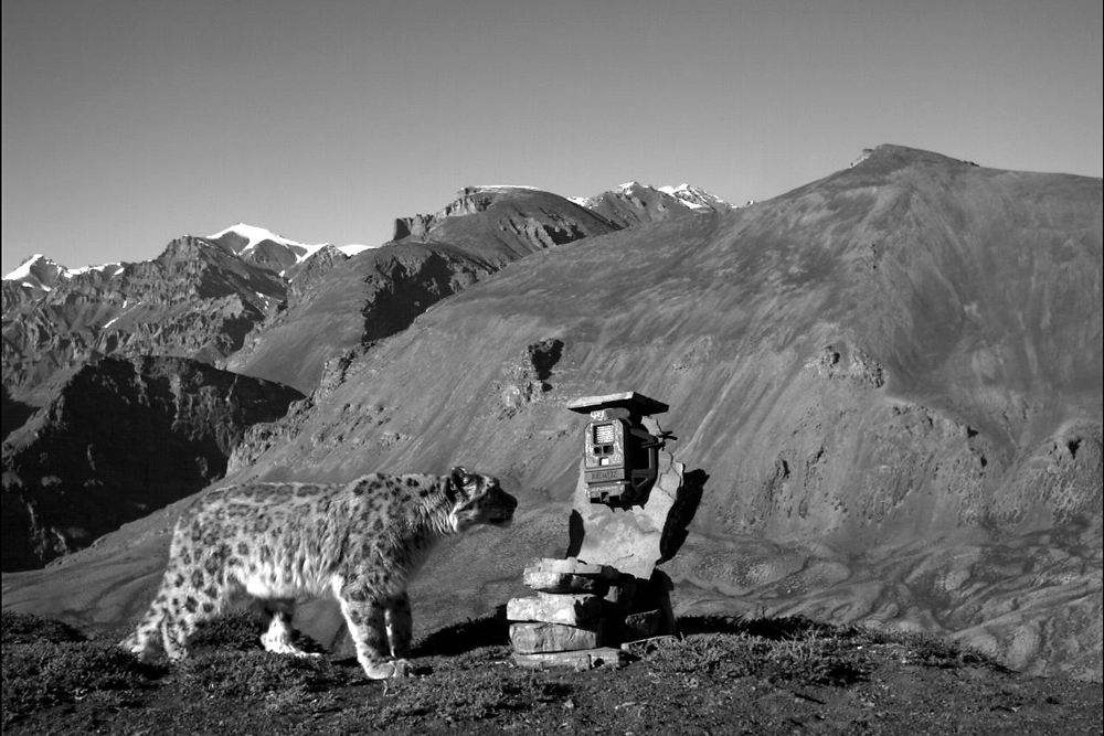 Snow Leopard Diplomacy: Cross-Border Conservation in the High Mountains of Asia