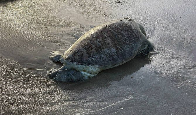 Rare Sea Turtles Found Dead on Pakistan’s Gwadar Coast