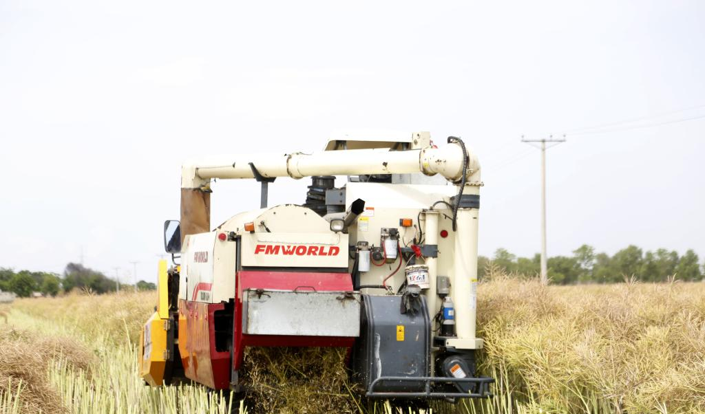Chinese oilseed harvesters transform Pakistan's farming landscape