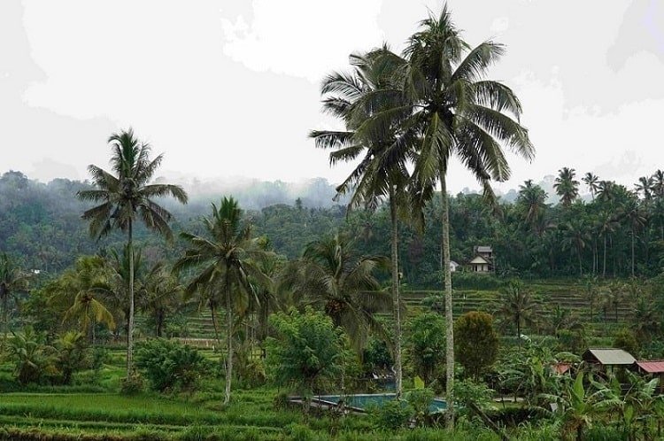 Indonesia, Rome, Bali, food security, Austria