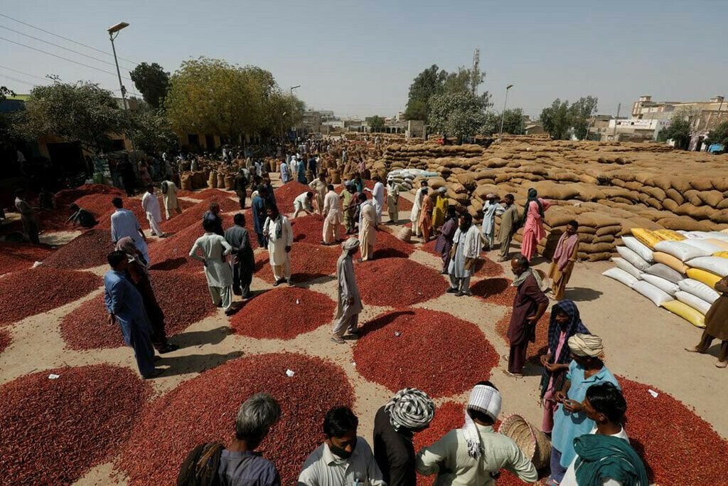 Pakistan Ministry of Commerce inaugurates chilies export to China