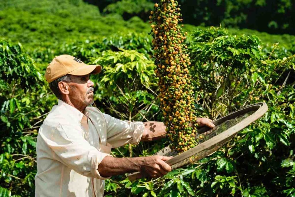 China, Latin America Boost Agri Trade with Mixue’s $555M Coffee Deal