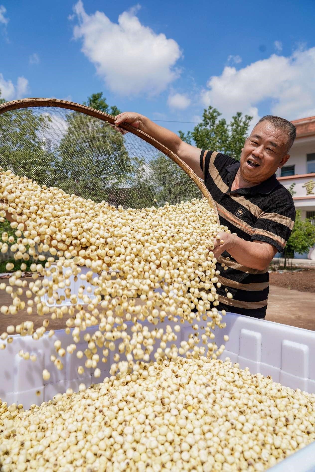 Space lotus leads county in China's Jiangxi to prosperity 1 Lotus