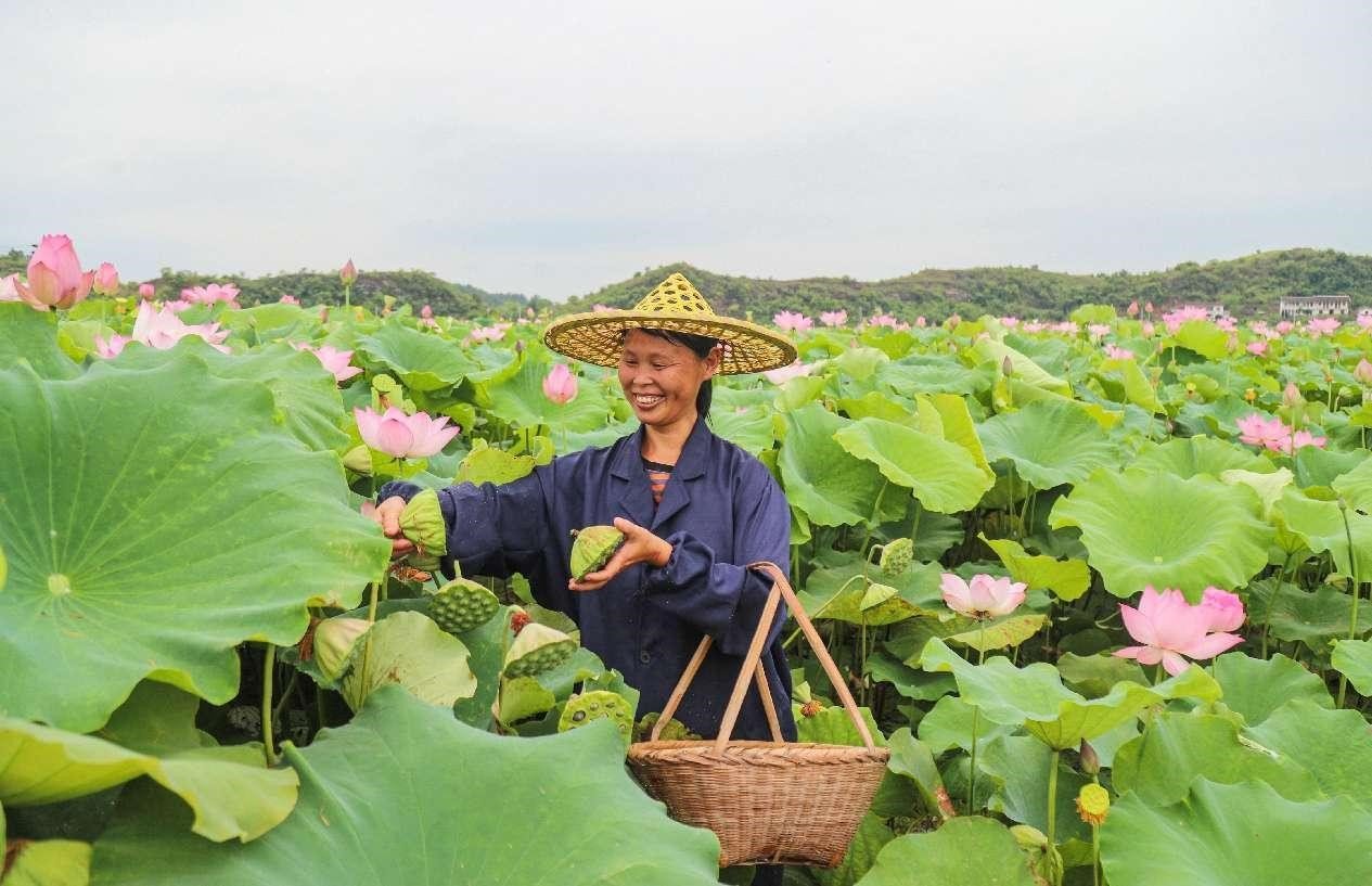 Space lotus leads county in China's Jiangxi to prosperity 2 Lotus