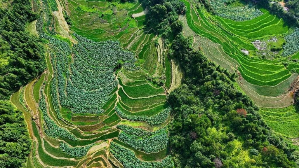 Lotus fields in Yiqian tow