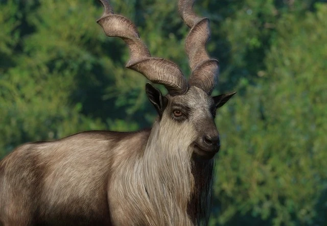 Markhor