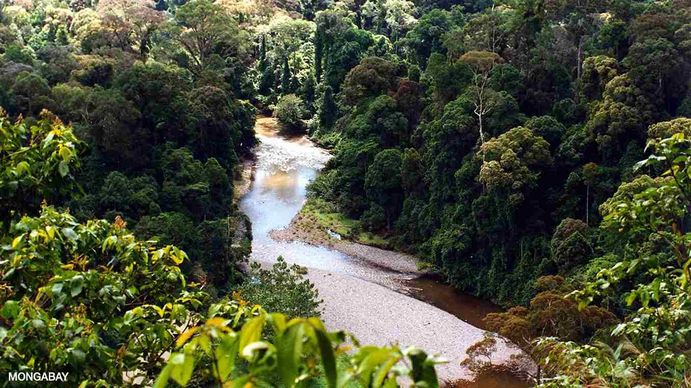 Record-Breaking Loss of Tropical Forests in 2024 Sparks Global Alarm