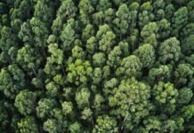 Ethiopia’s Green Legacy: A Blueprint for Pakistan Ethiopia, Pakistan, environmental, climate change, society