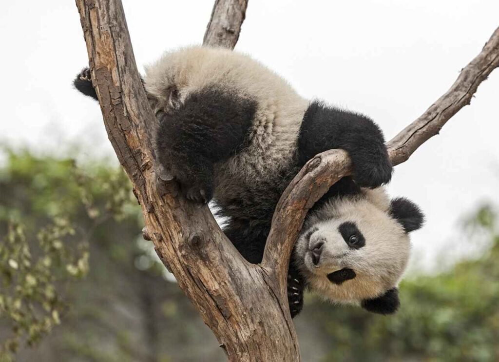Panda Diplomacy