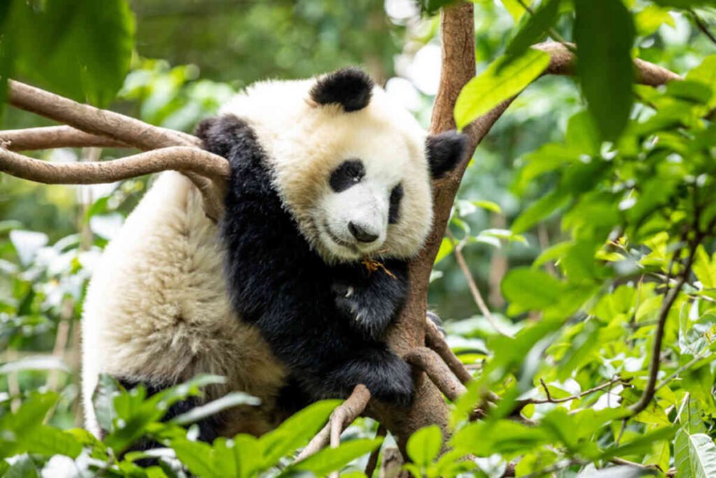 Panda Diplomacy